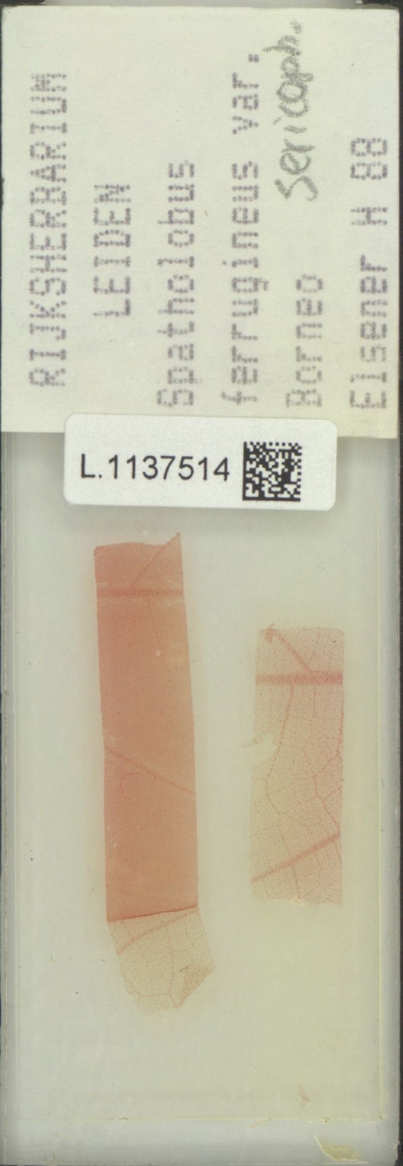 Spatholobus ferrugineus var. sericophyllus photo 4
