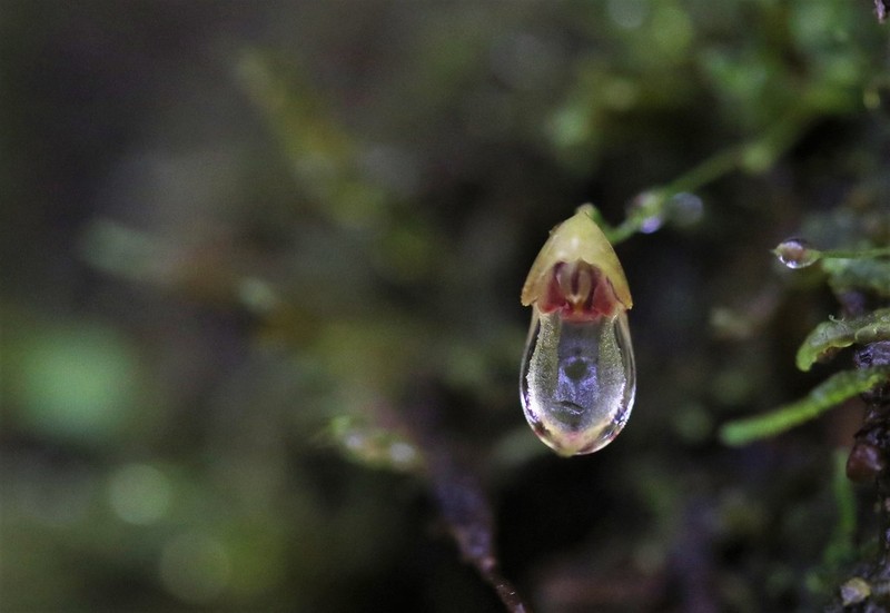 Specklinia caulophryne
