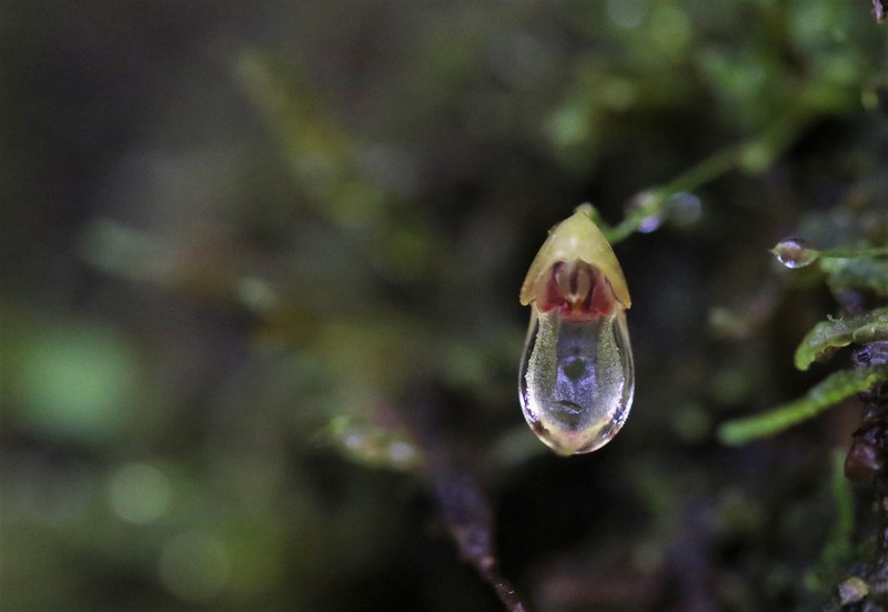 Specklinia caulophryne photo 2