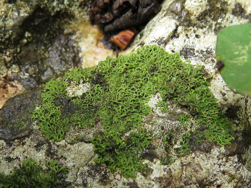 Speerschneidera Lichen