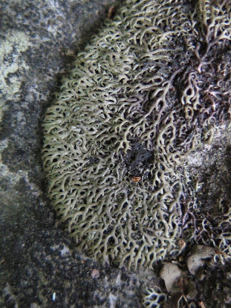 Speerschneidera Lichen photo 2