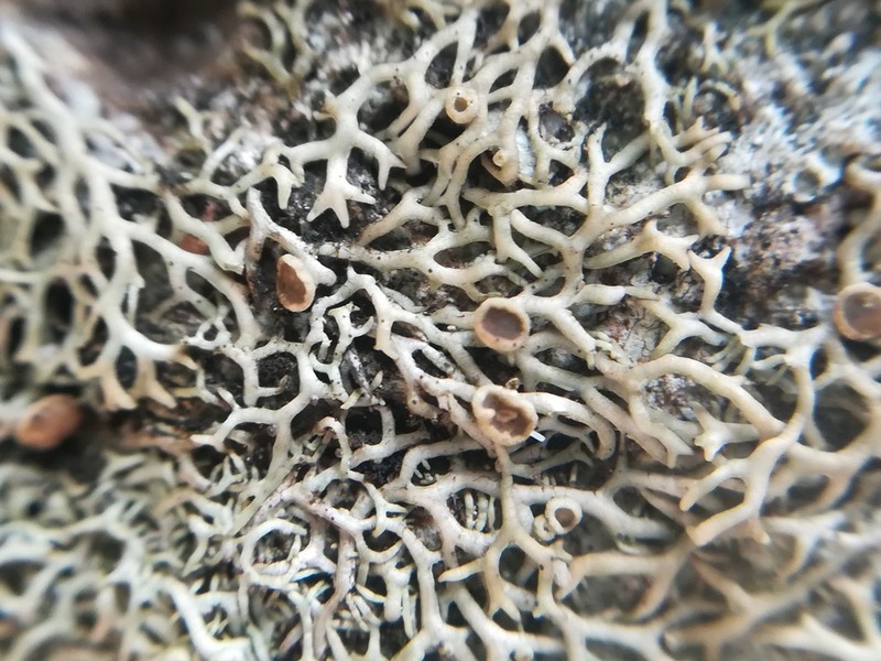 Speerschneidera Lichen photo 3