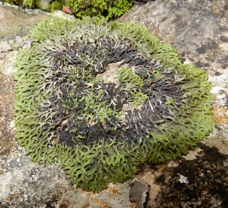 Speerschneidera Lichen photo 4