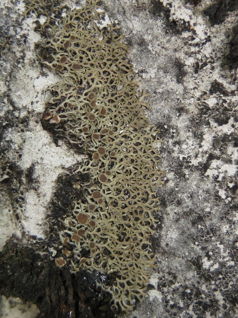 Speerschneidera Lichen photo 5