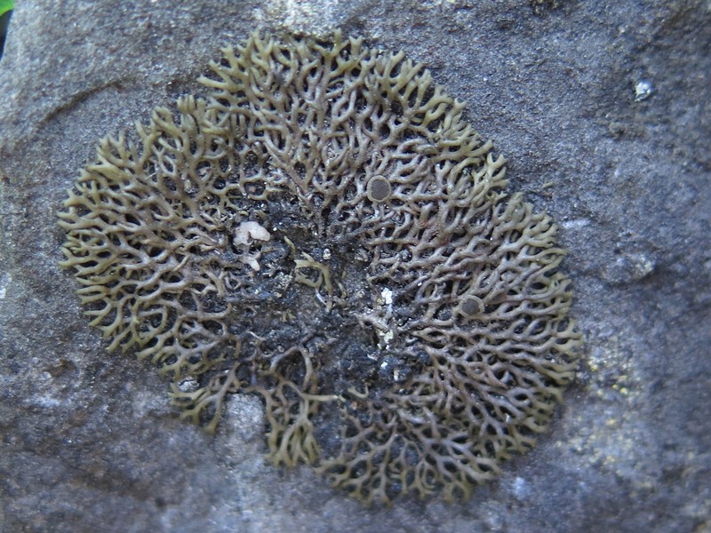 Speerschneidera Lichen photo 6