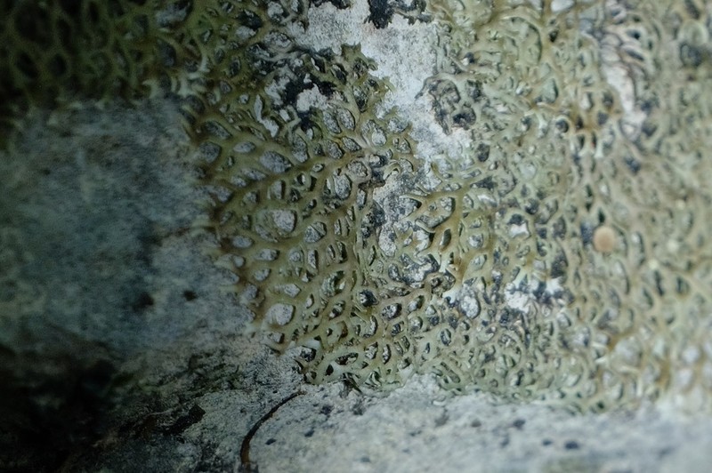 Speerschneidera Lichen photo 7