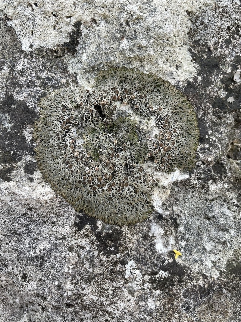 Speerschneidera Lichen photo 8