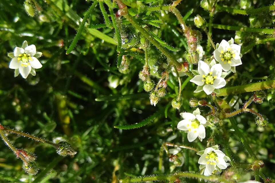 Corn Spurry photo 4