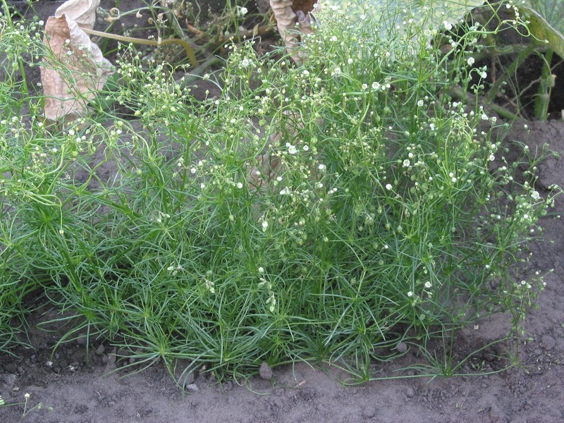 Corn Spurry