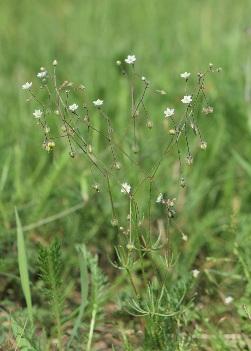 Corn Spurry photo 2