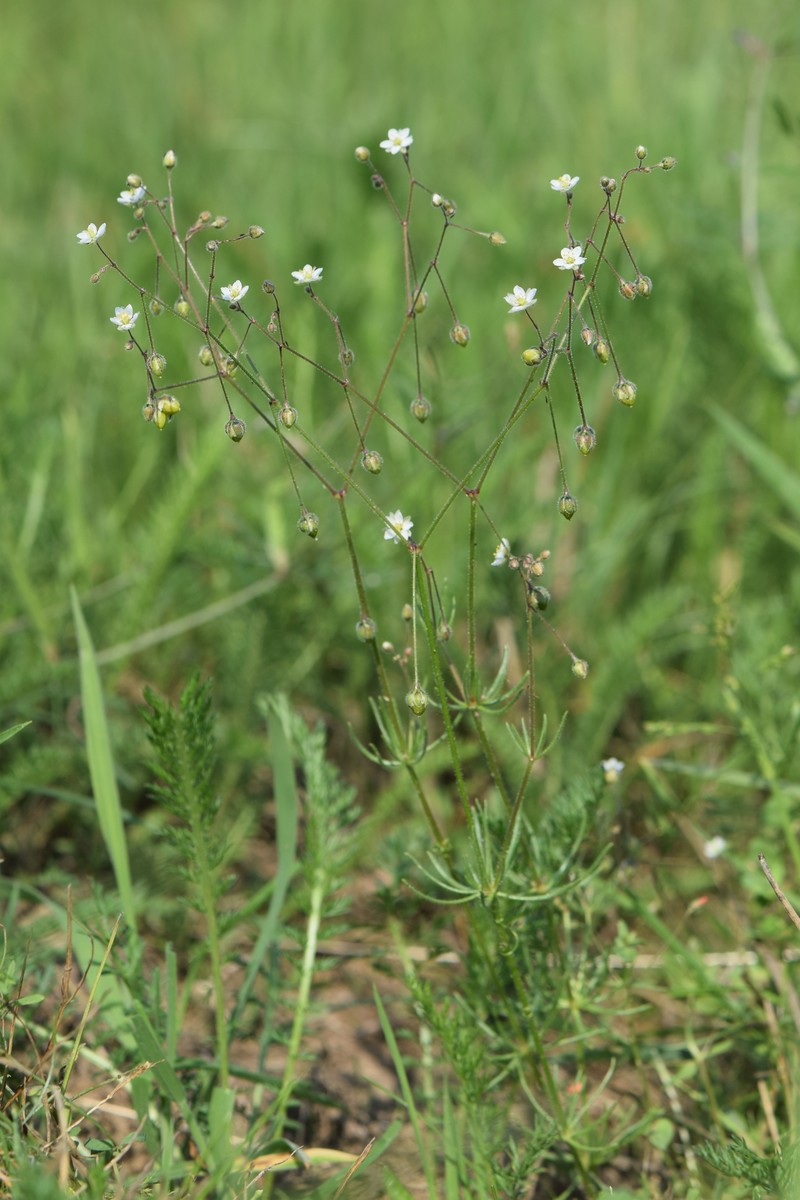 Corn Spurry photo 3