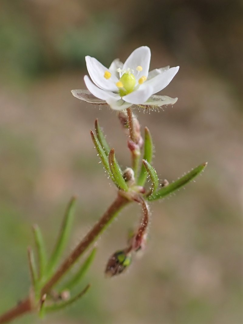 Corn Spurry photo 5