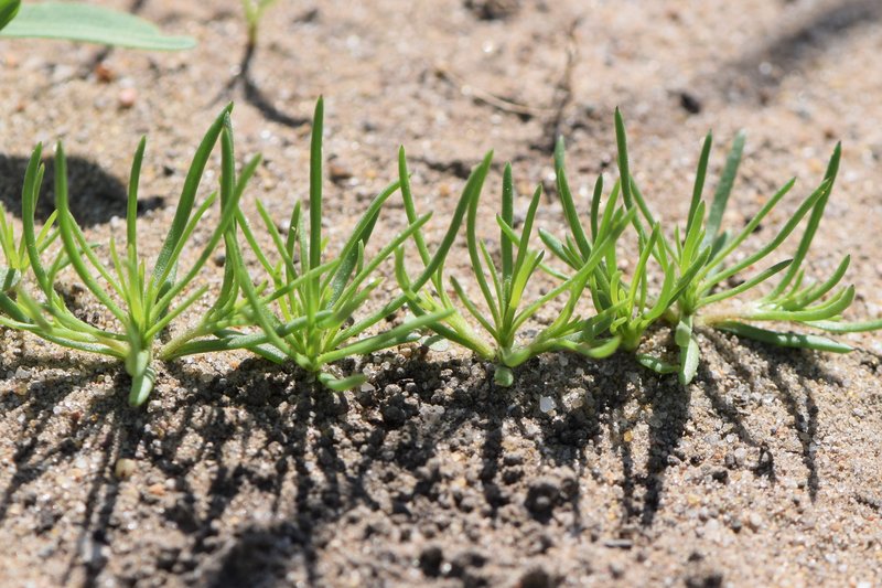 Corn Spurry photo 6