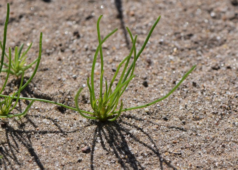 Corn Spurry photo 7