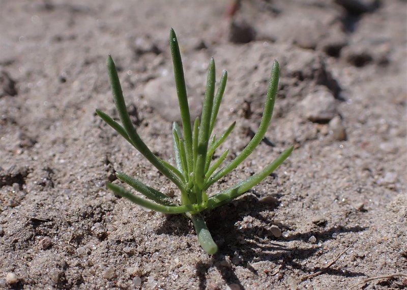 Corn Spurry photo 8