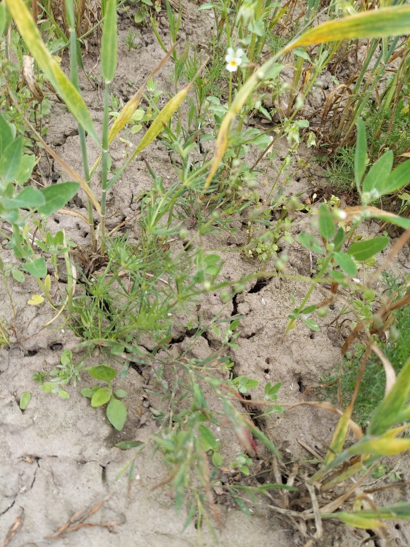 Spergula arvensis subsp. arvensis
