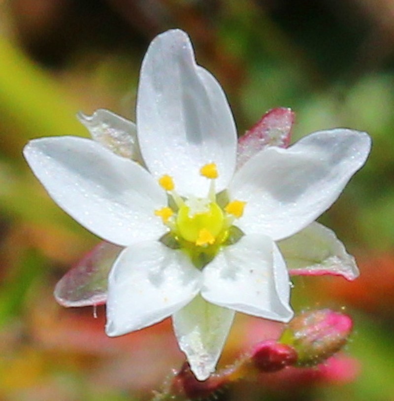 Wingstem Spurry photo 4