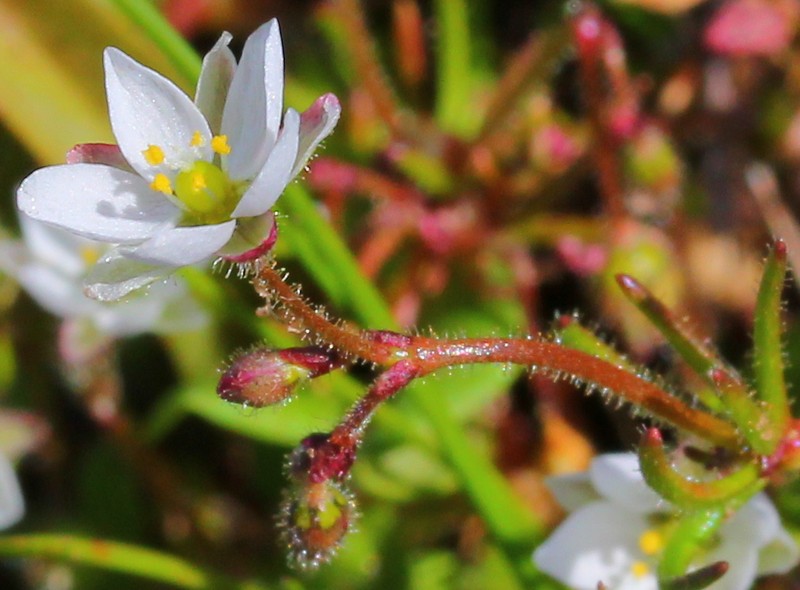 Wingstem Spurry photo 5