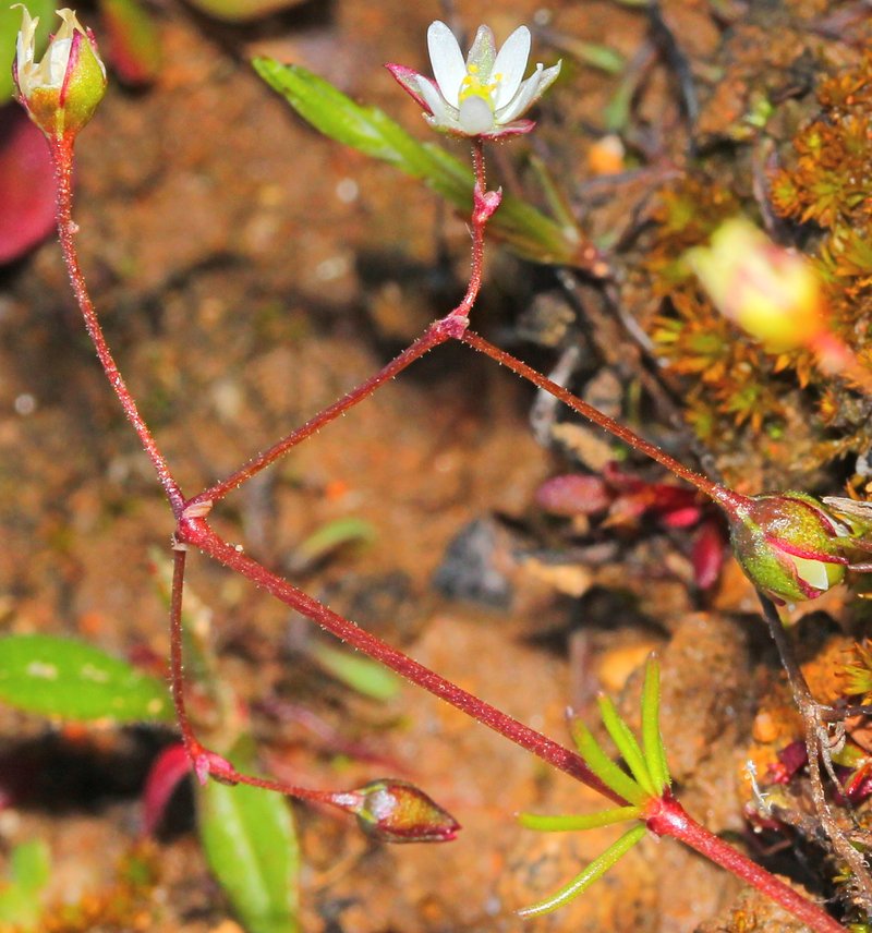 Wingstem Spurry photo 6