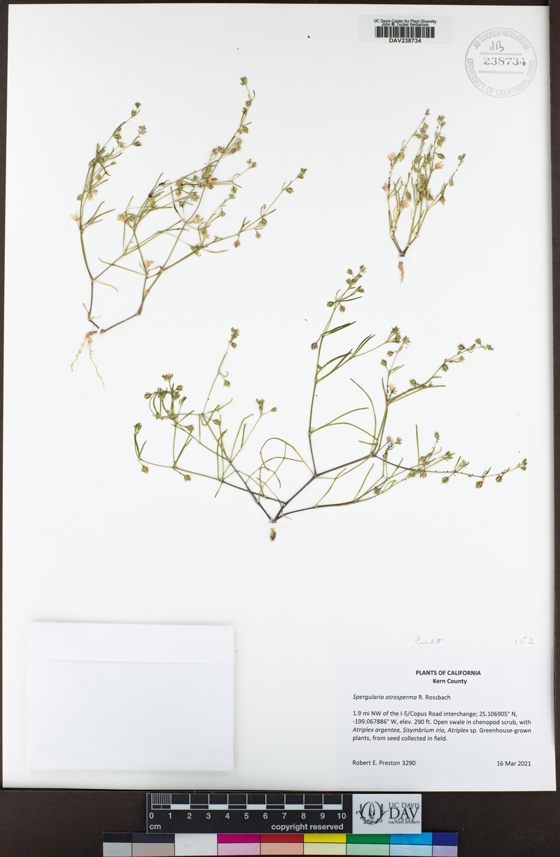 Blackseed Sandspurry photo 4