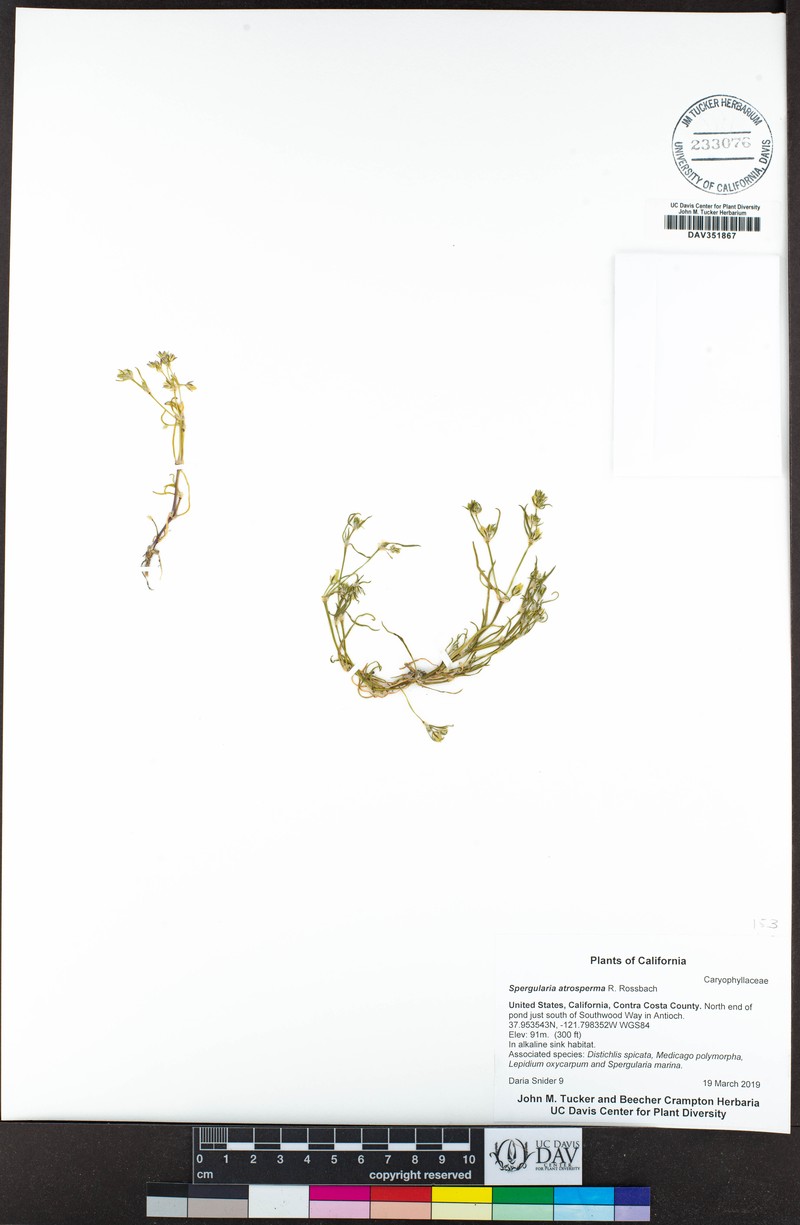 Blackseed Sandspurry photo 5
