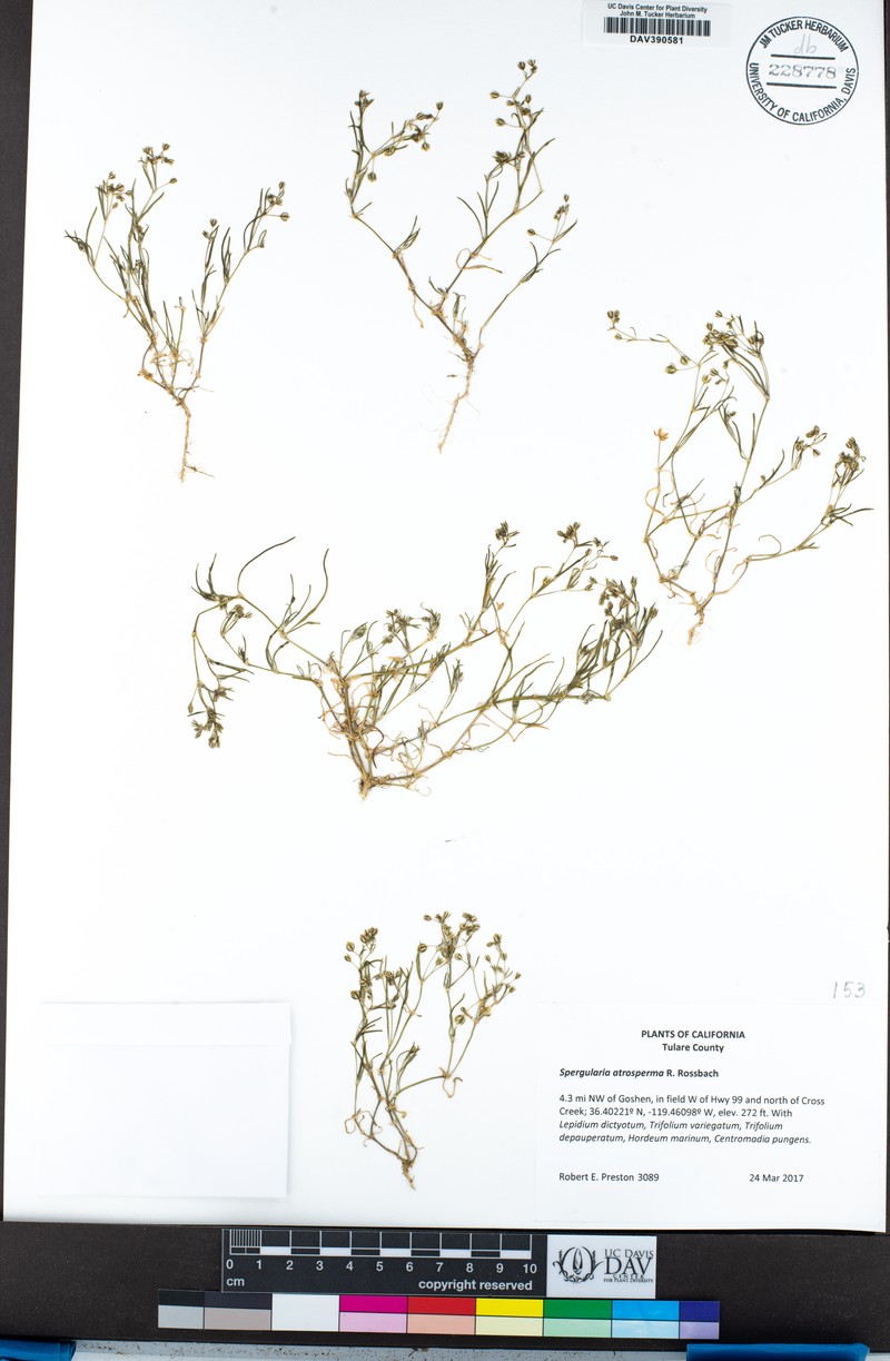 Blackseed Sandspurry photo 6