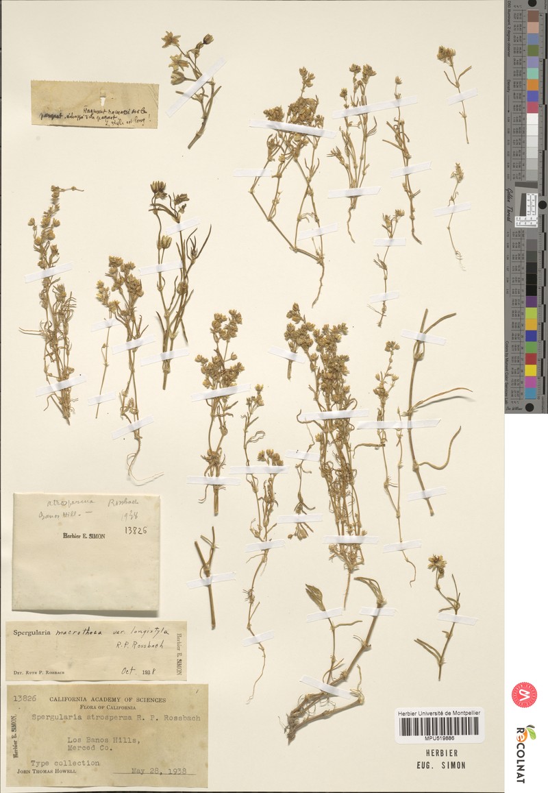 Blackseed Sandspurry