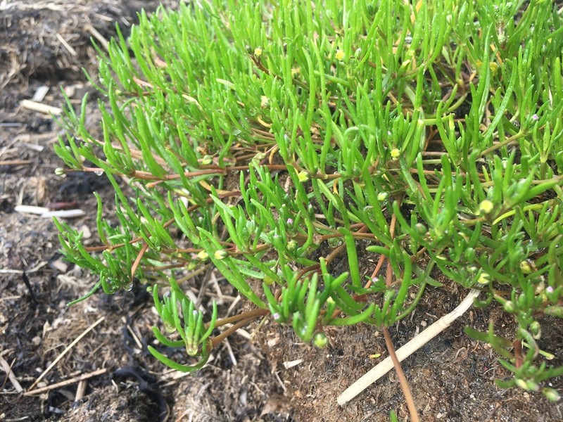 Canadian Sandspurry photo 2