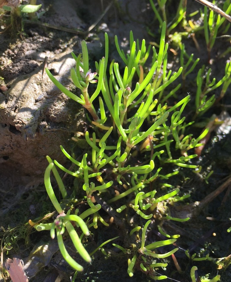 Canadian Sandspurry photo 3