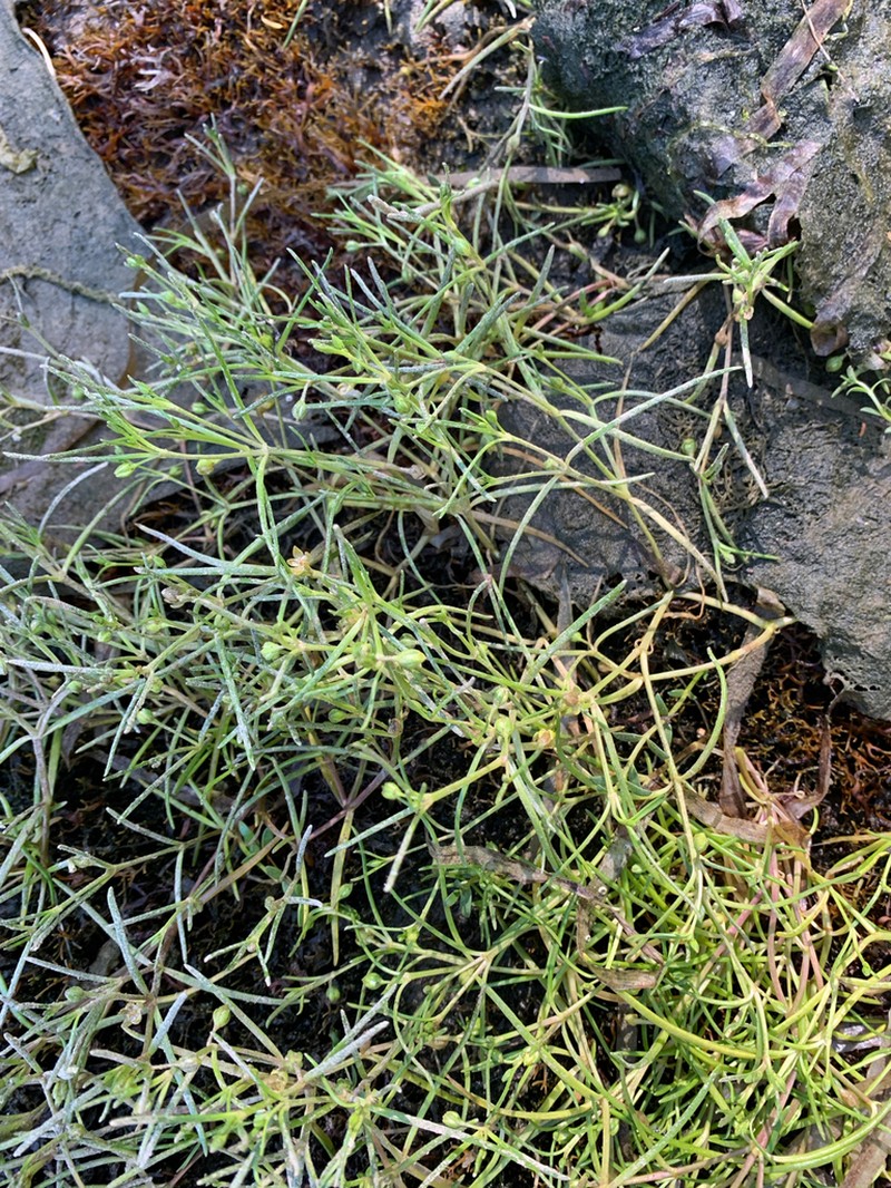 Canadian Sandspurry photo 4
