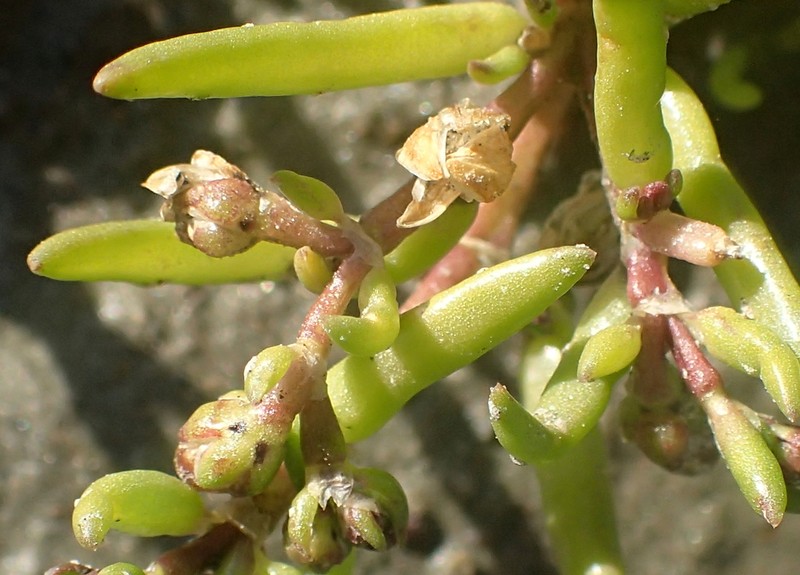 Canadian Sandspurry photo 5