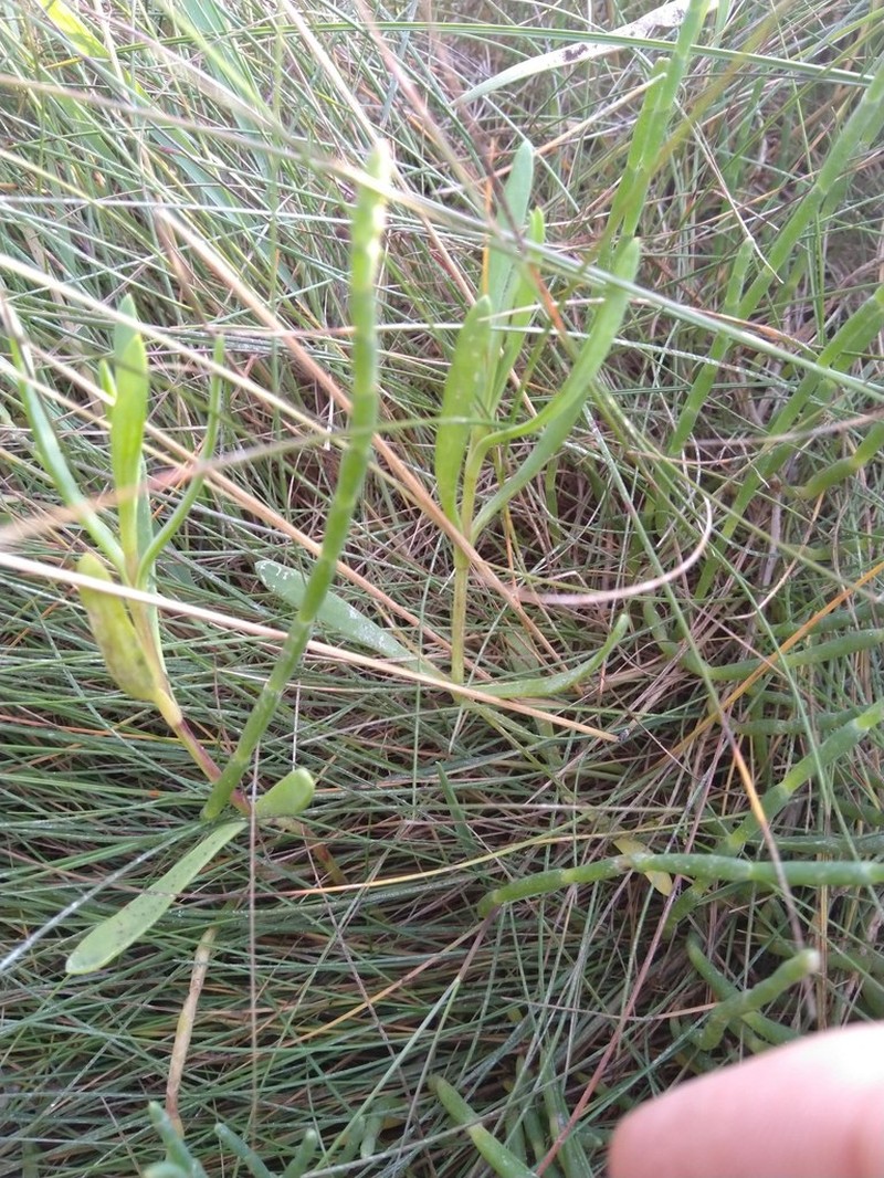 Canadian Sandspurry photo 6
