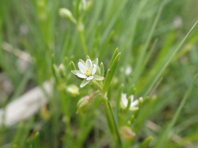 Canadian Sandspurry photo 7