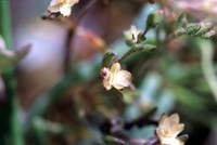Canadian Sandspurry