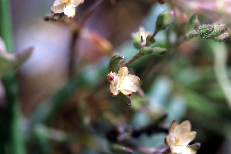 Canadian Sandspurry