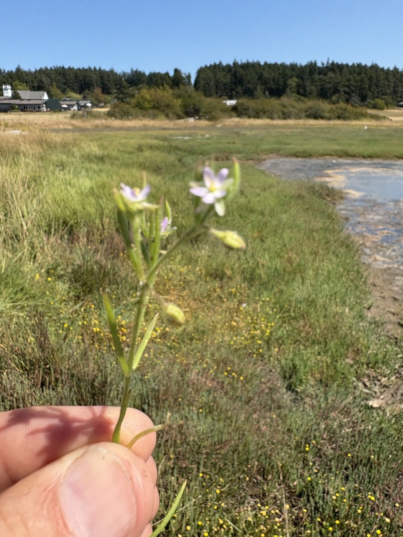 Spergularia canadensis var. canadensis