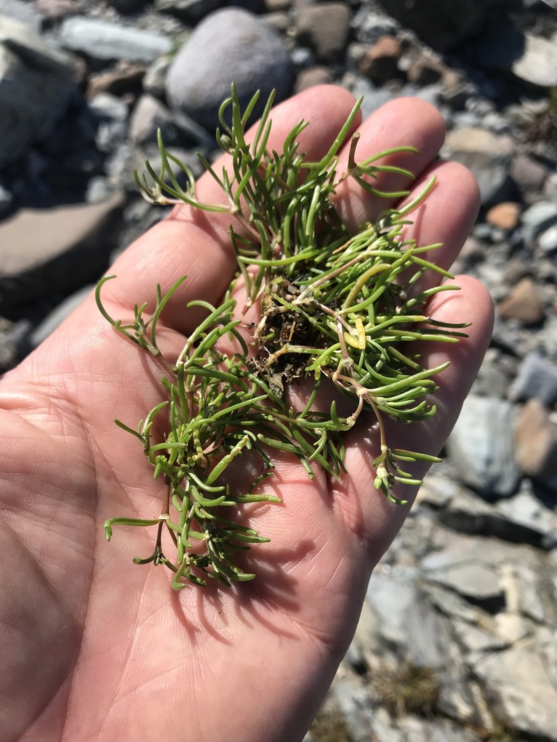 Spergularia canadensis var. canadensis photo 2