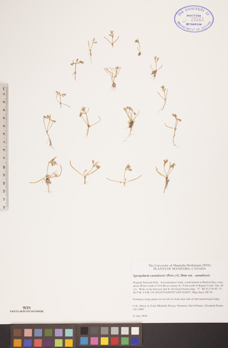 Spergularia canadensis var. canadensis photo 3