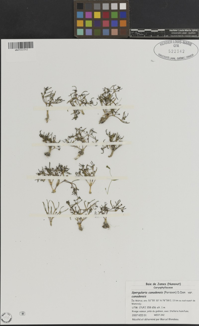 Spergularia canadensis var. canadensis photo 5