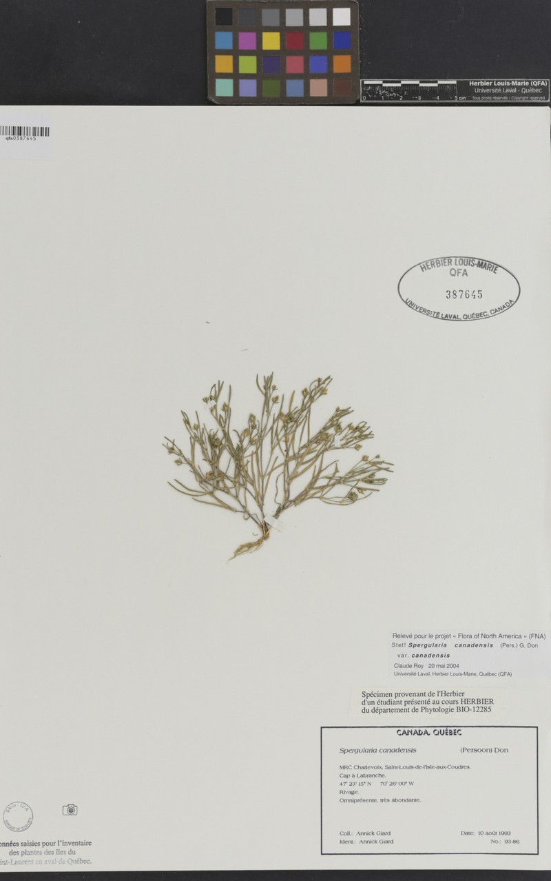 Spergularia canadensis var. canadensis photo 6