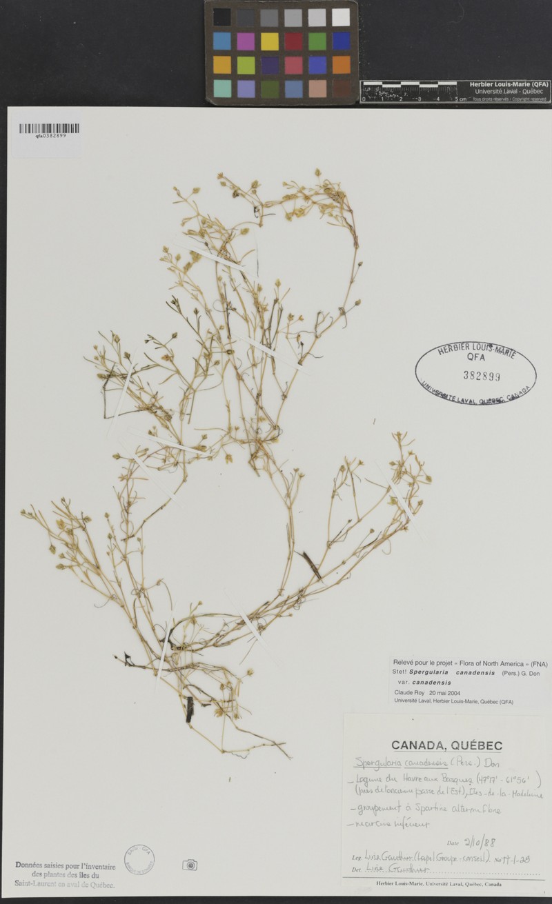 Spergularia canadensis var. canadensis photo 7