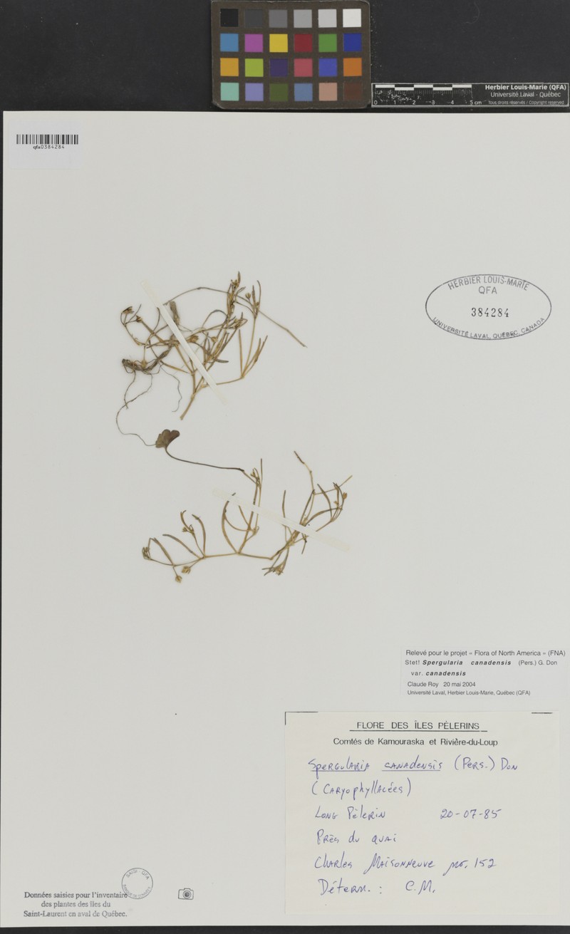 Spergularia canadensis var. canadensis photo 8