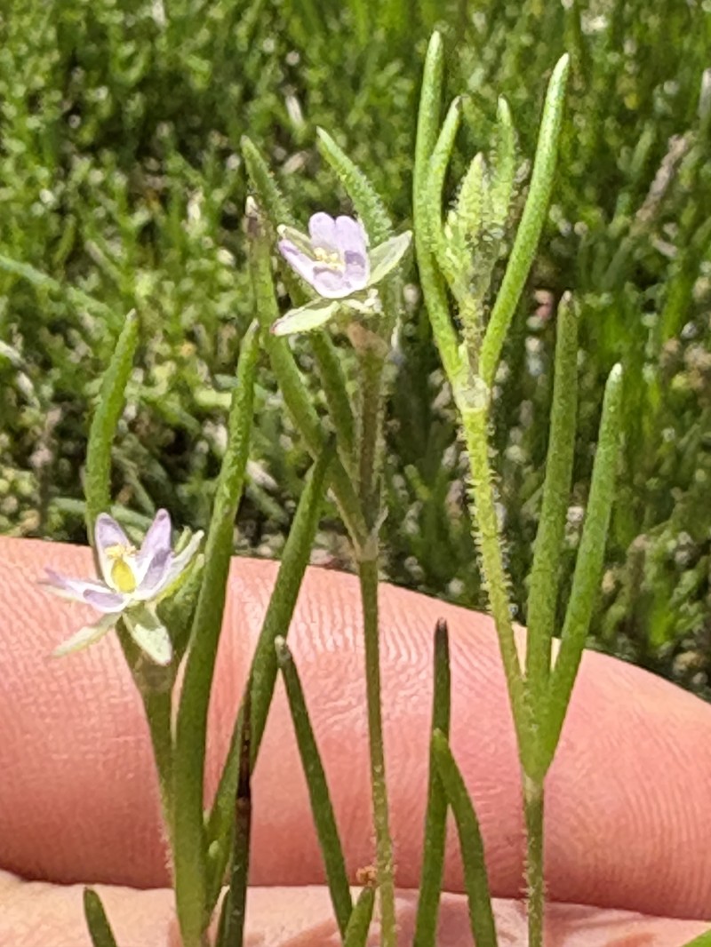 Spergularia canadensis var. occidentalis