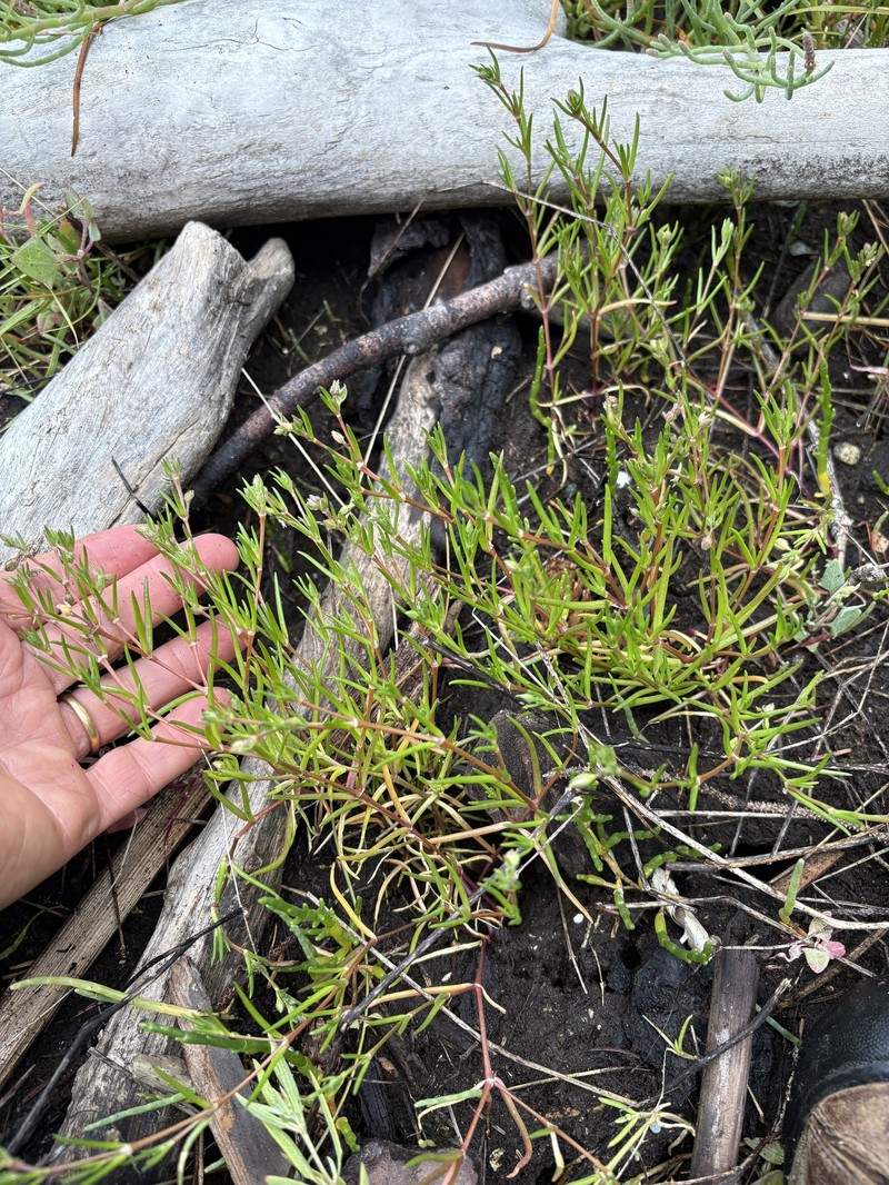 Spergularia canadensis var. occidentalis photo 2