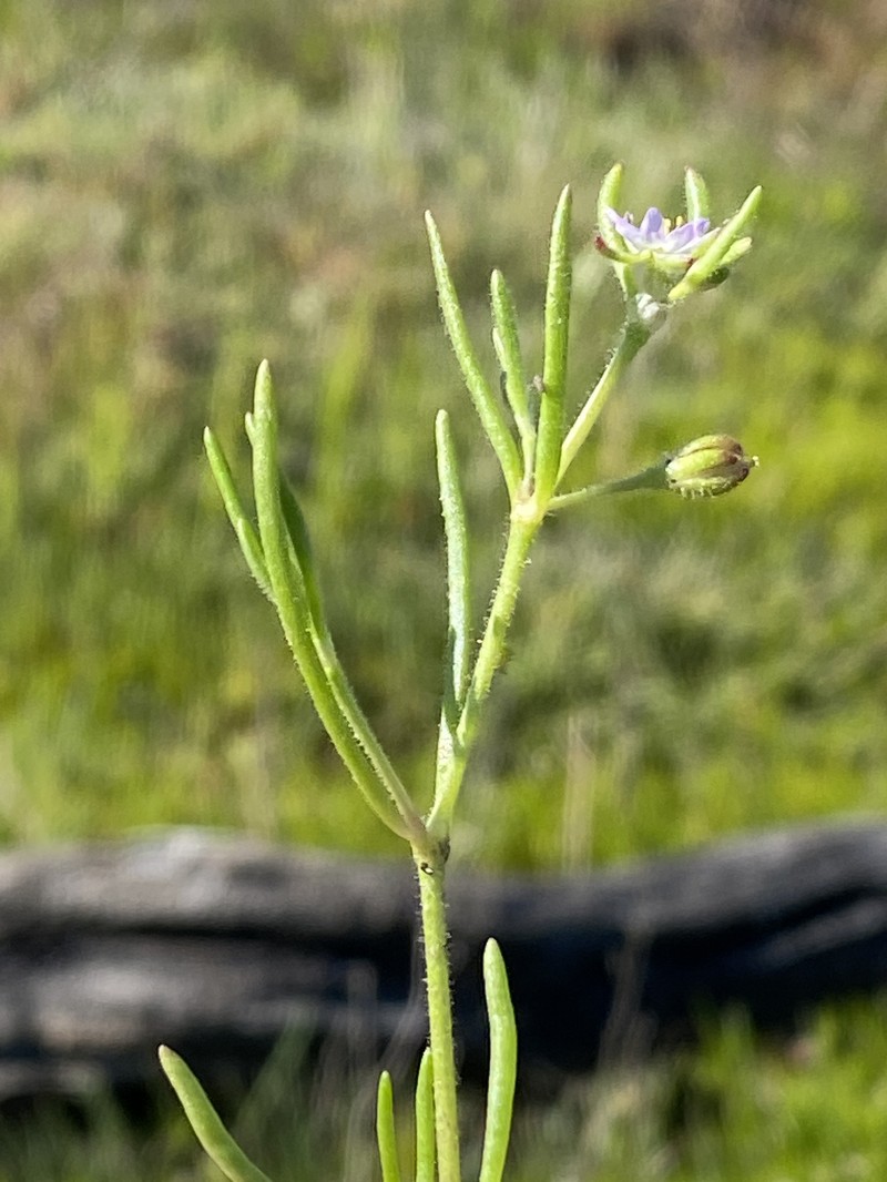 Spergularia canadensis var. occidentalis photo 3