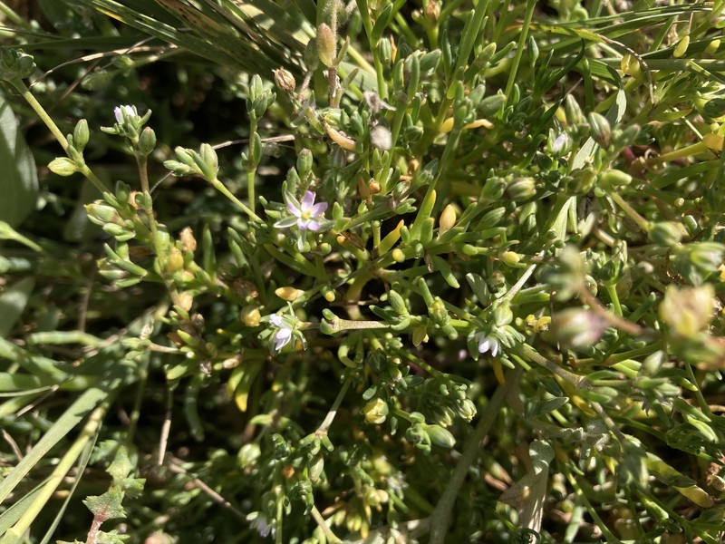Spergularia canadensis var. occidentalis photo 4