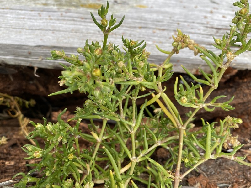 Spergularia canadensis var. occidentalis photo 5