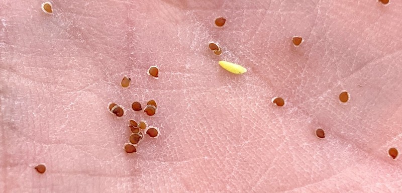 Spergularia canadensis var. occidentalis photo 6