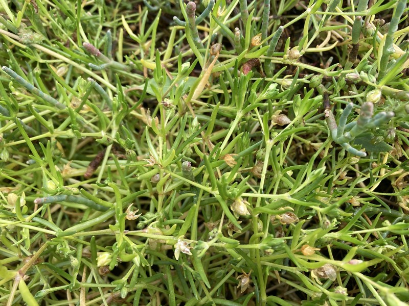 Spergularia canadensis var. occidentalis photo 7