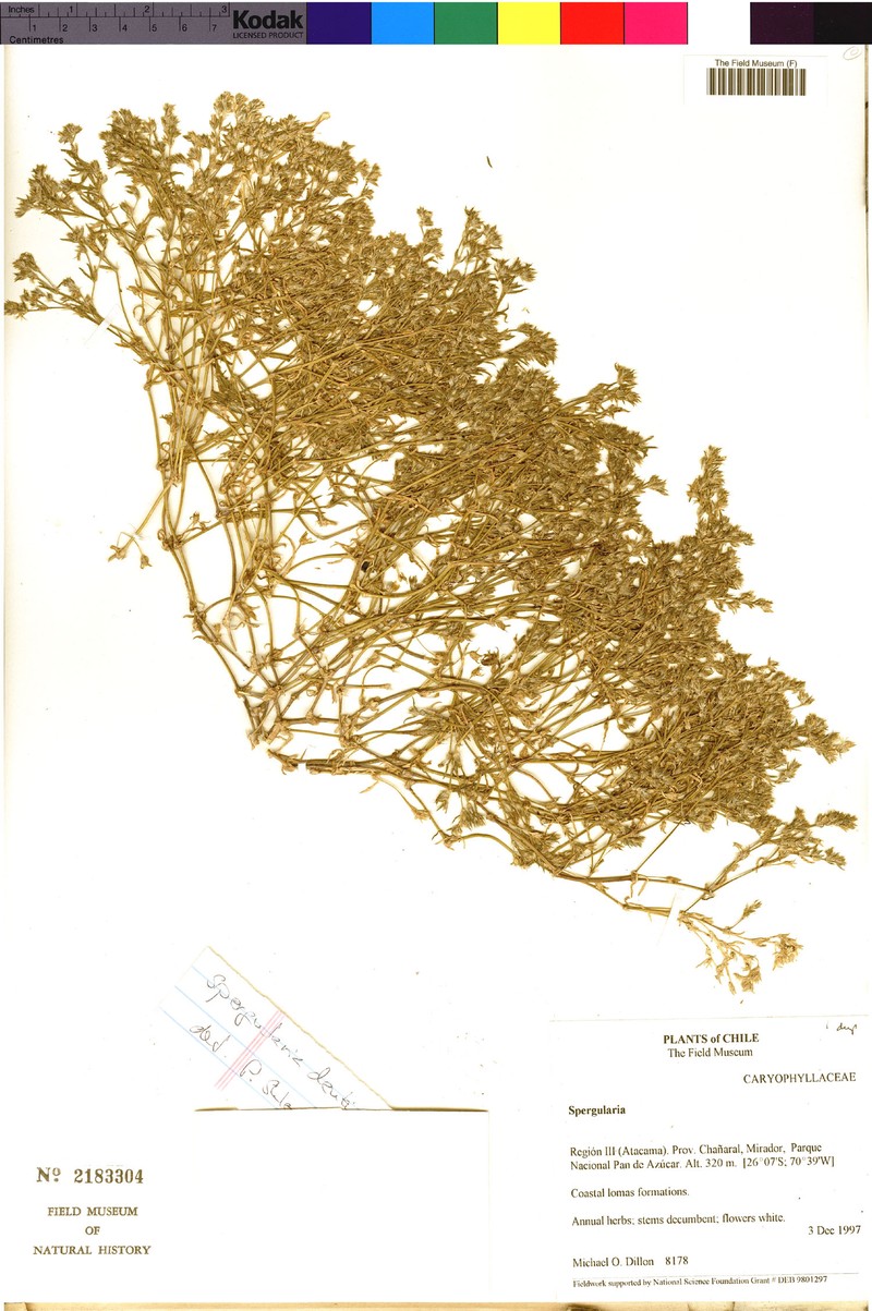 Spergularia denticulata